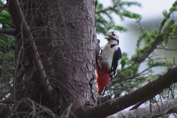 2021年6月5日(土) 福井緑地(札幌市西区)の野鳥観察記録