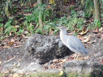 ササゴイ 都立浮間公園 2021年6月5日(土)