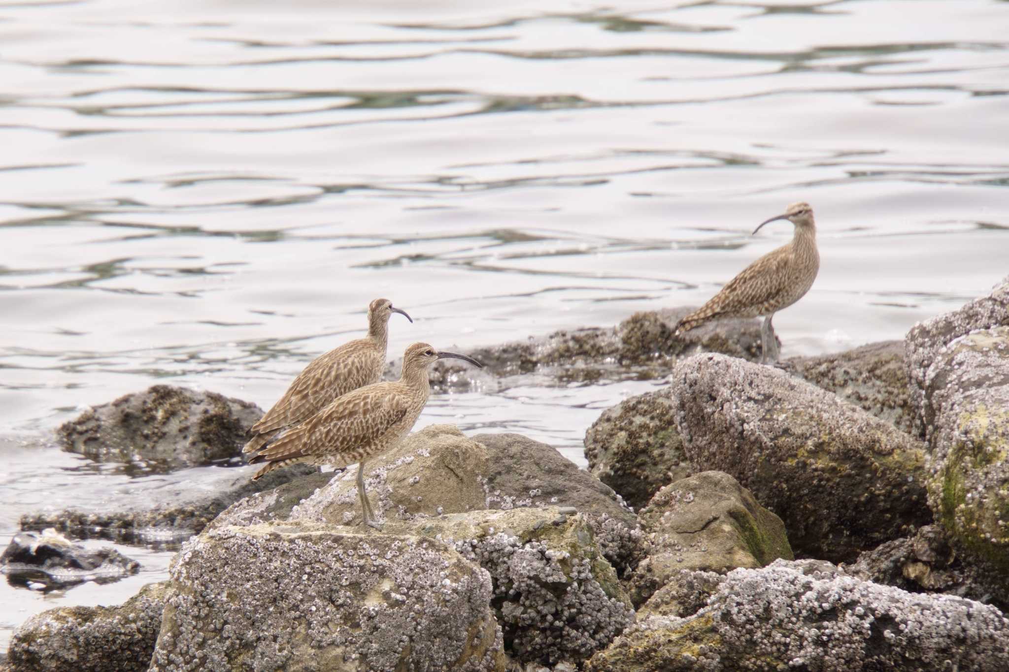 東京港野鳥公園 チュウシャクシギの写真 by ほんたかん