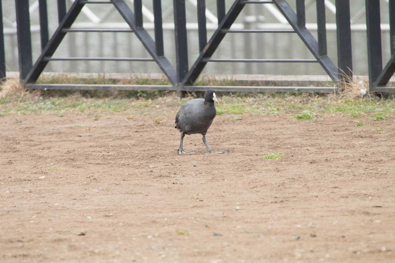 オオバン