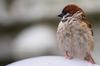 2021年6月5日(土) 都内市街地の野鳥観察記録