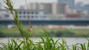 オオヨシキリ 淀川河川公園 2021年6月5日(土)