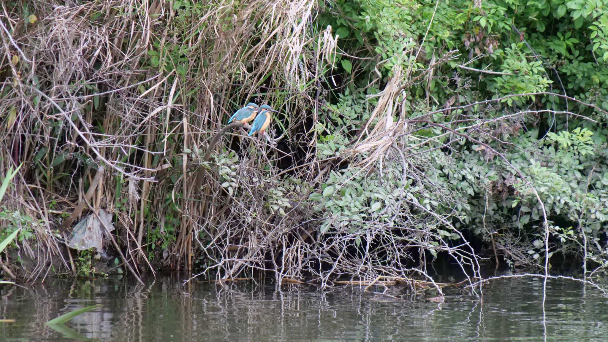 Photo of Common Kingfisher at 淀川河川公園 by コゲラ