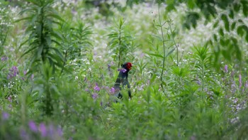 Green Pheasant 淀川河川公園 Sat, 6/5/2021