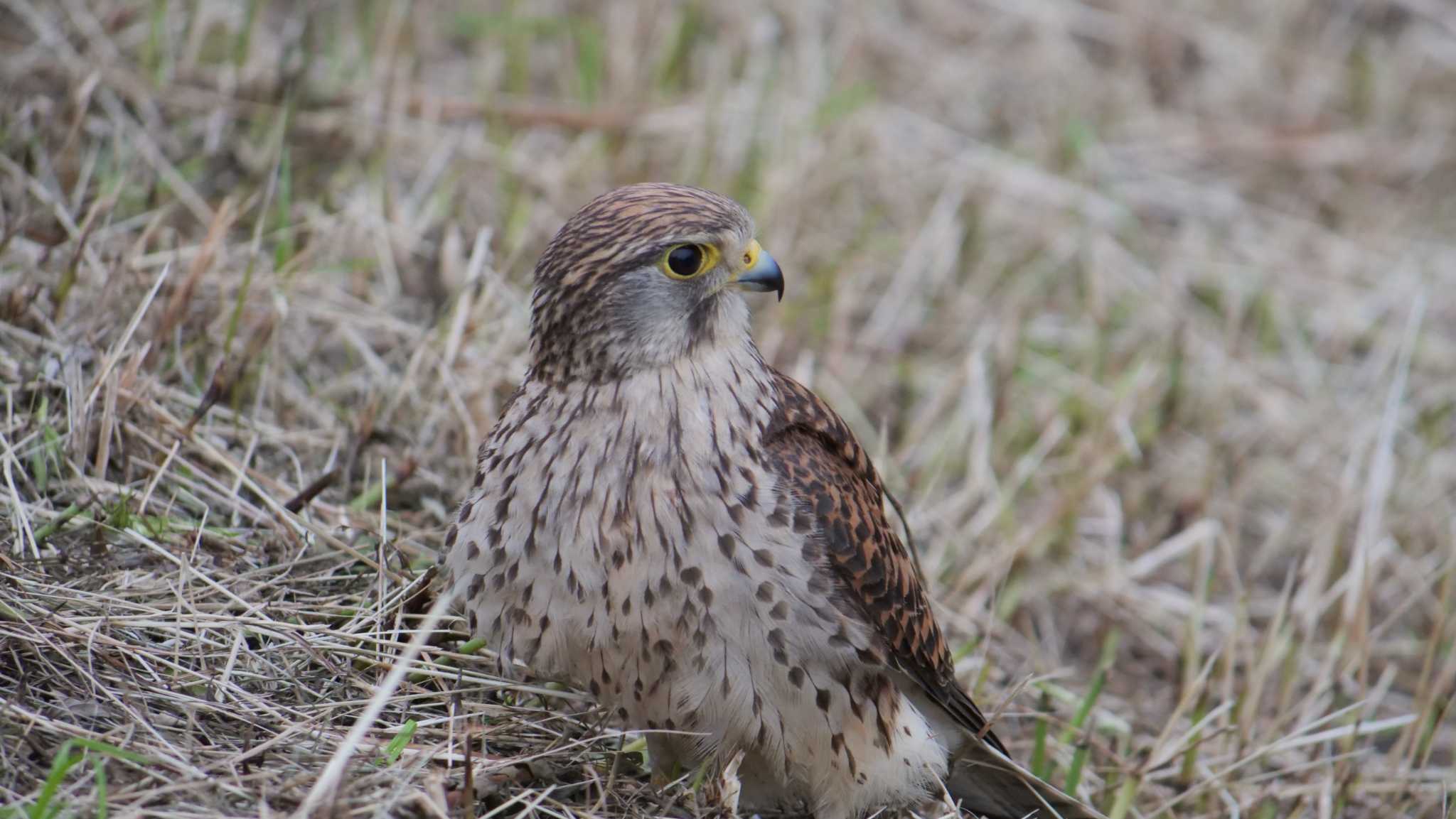 Photo of Common Kestrel at 淀川河川公園 by コゲラ