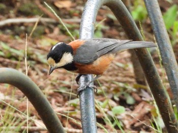 2021年6月5日(土) 新宿御苑の野鳥観察記録