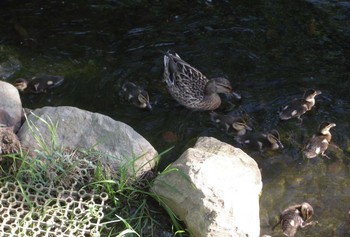 2021年6月5日(土) 安春川(札幌市北区)の野鳥観察記録