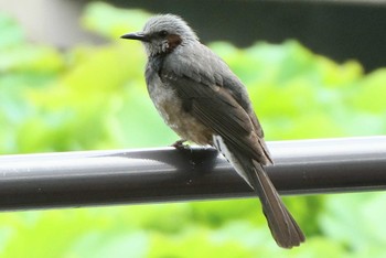 ヒヨドリ 不忍池(上野恩賜公園) 2021年6月5日(土)