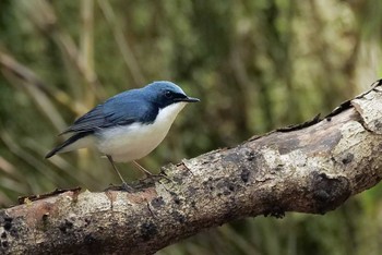 コルリ 柳沢峠 2021年5月31日(月)