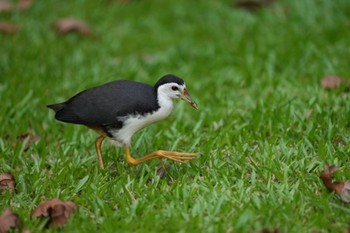 White-breasted Waterhen Gardens by the Bay (Singapore) Sat, 6/5/2021