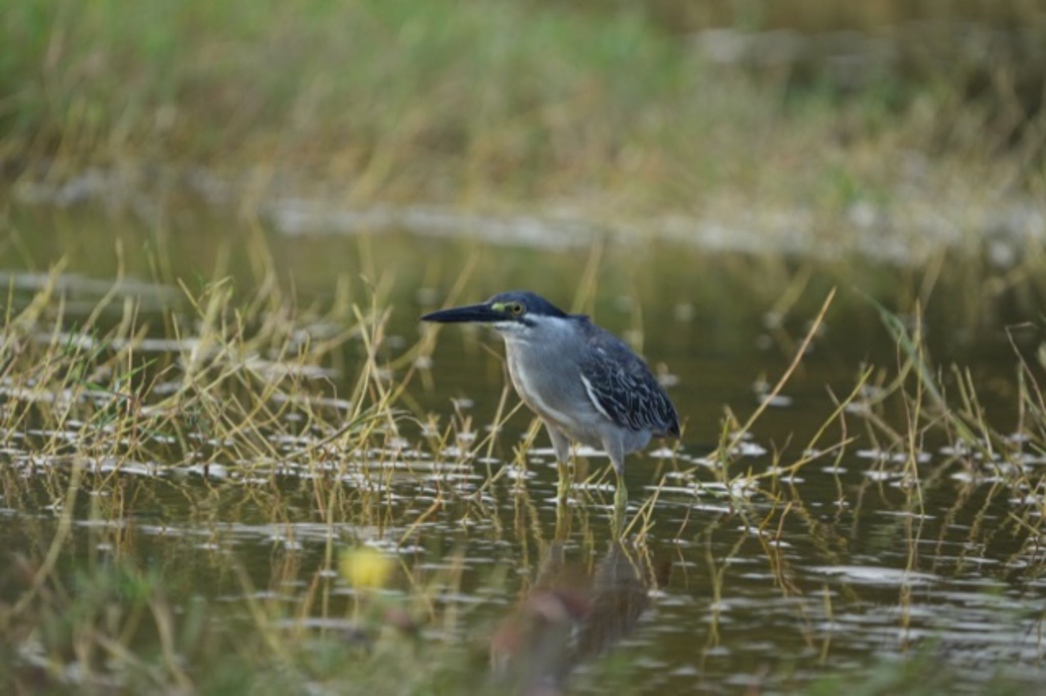 Photo of Striated Heron at Marina East Drive by T K