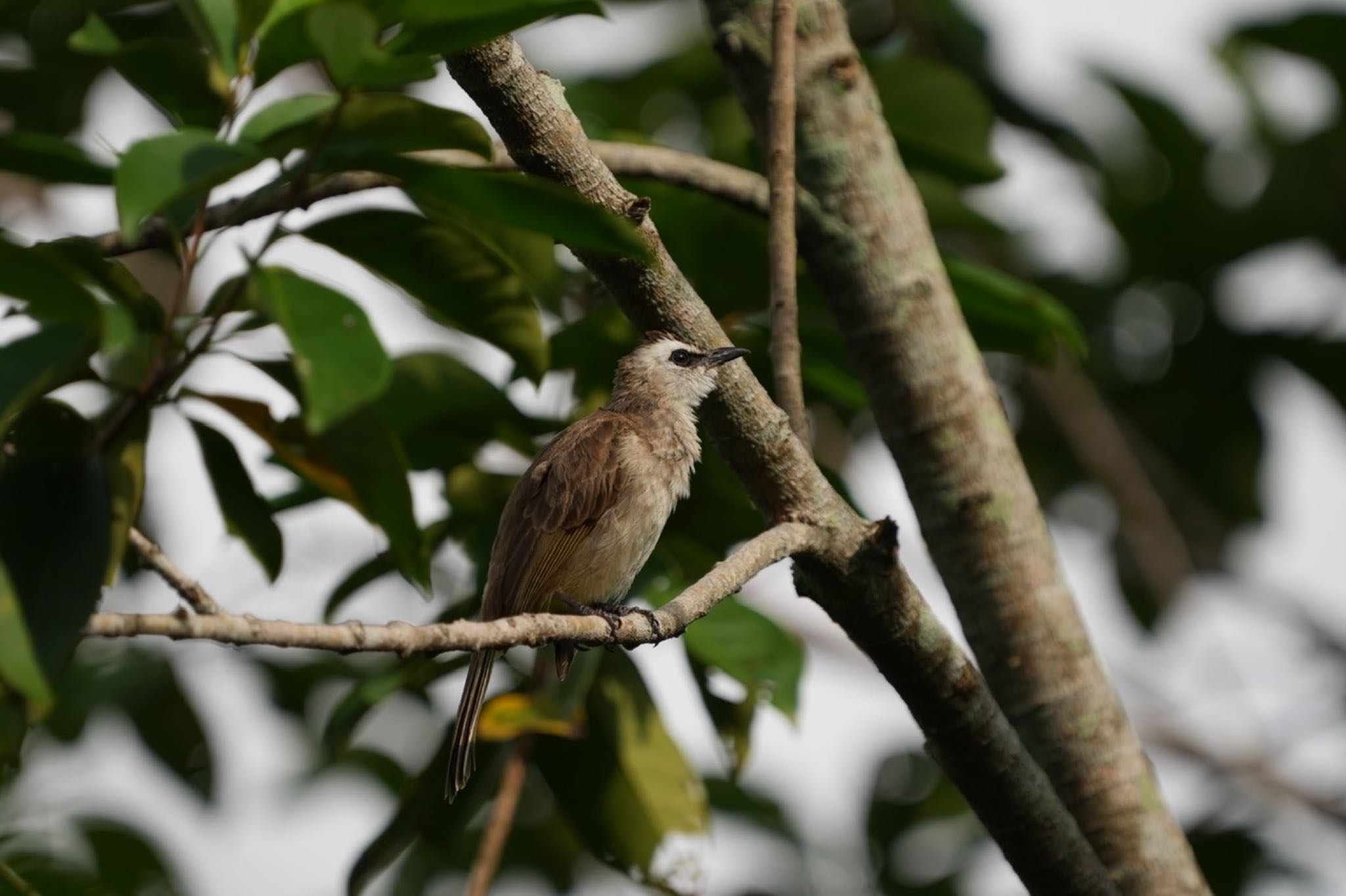 Pasir Ris Park (Singapore) メグロヒヨドリの写真 by T K