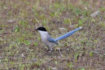 Azure-winged Magpie 埼玉県廣瀬神社 Sat, 6/5/2021