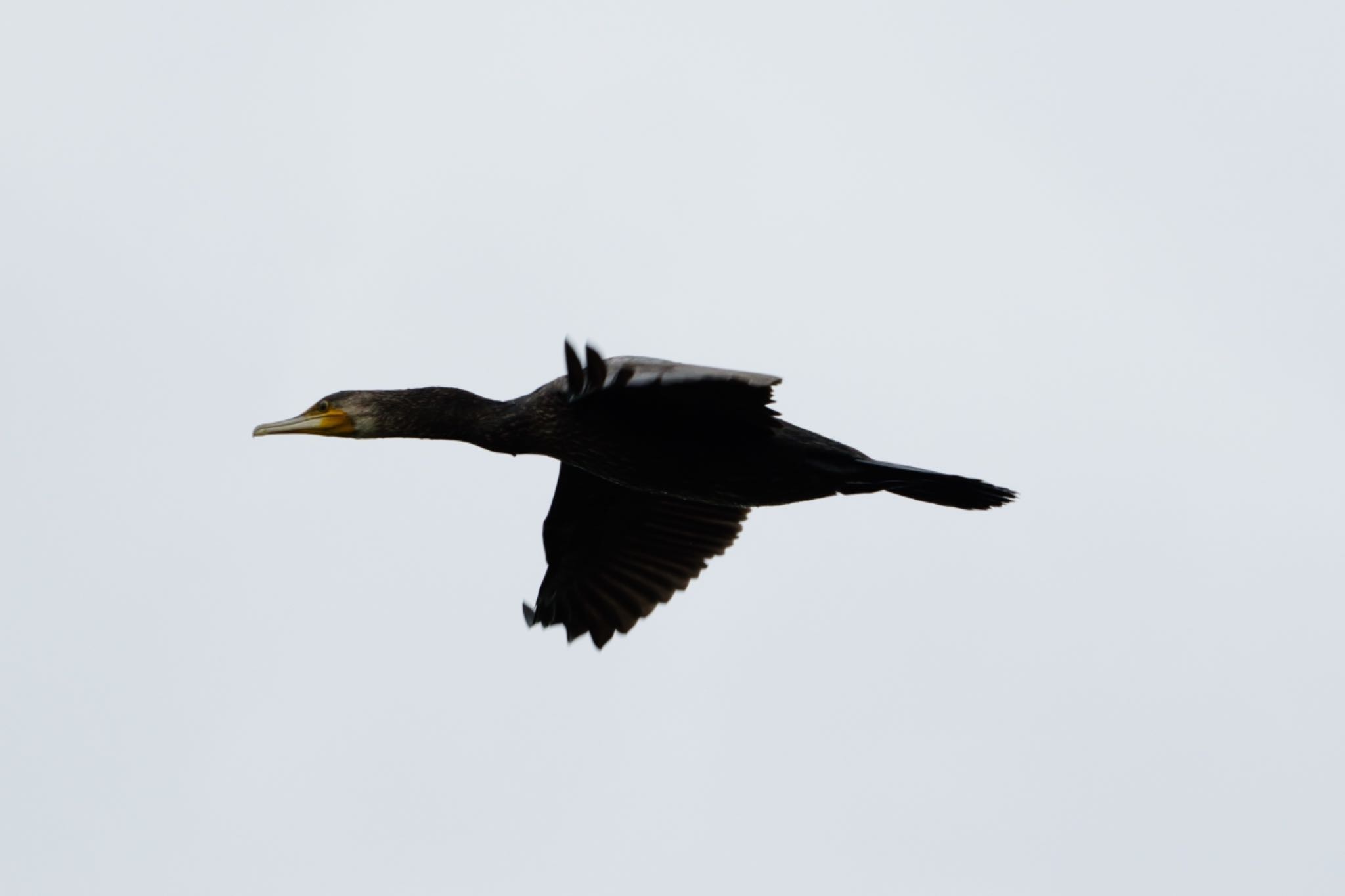 伊佐沼 カワウの写真 by naturedrop