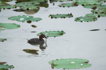 カイツブリ 伊佐沼 2021年6月5日(土)