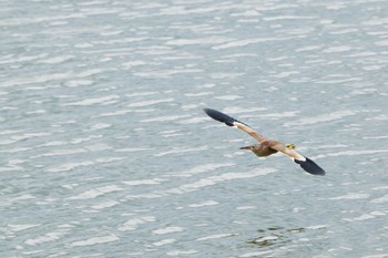 ヨシゴイ 伊佐沼 2021年6月5日(土)