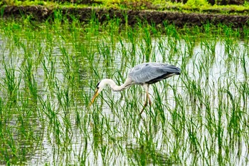 アオサギ 伊佐沼 2021年6月5日(土)