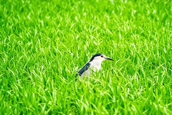 ゴイサギ 伊佐沼 2021年6月5日(土)