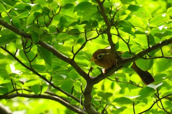 ガビチョウ 東村山 2021年6月3日(木)