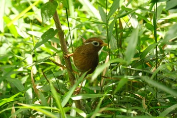 ガビチョウ 東村山 2021年6月3日(木)