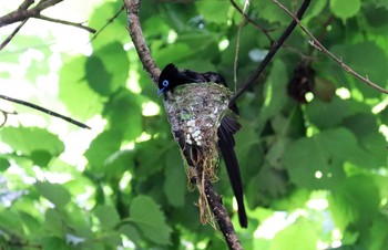 サンコウチョウ 早戸川林道 2021年6月5日(土)