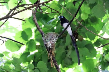 サンコウチョウ 早戸川林道 2021年6月5日(土)