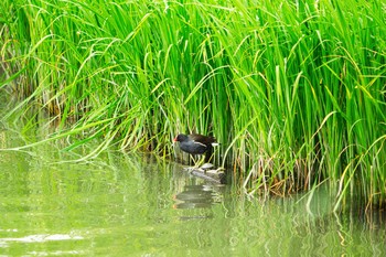 バン 伊佐沼 2021年6月5日(土)