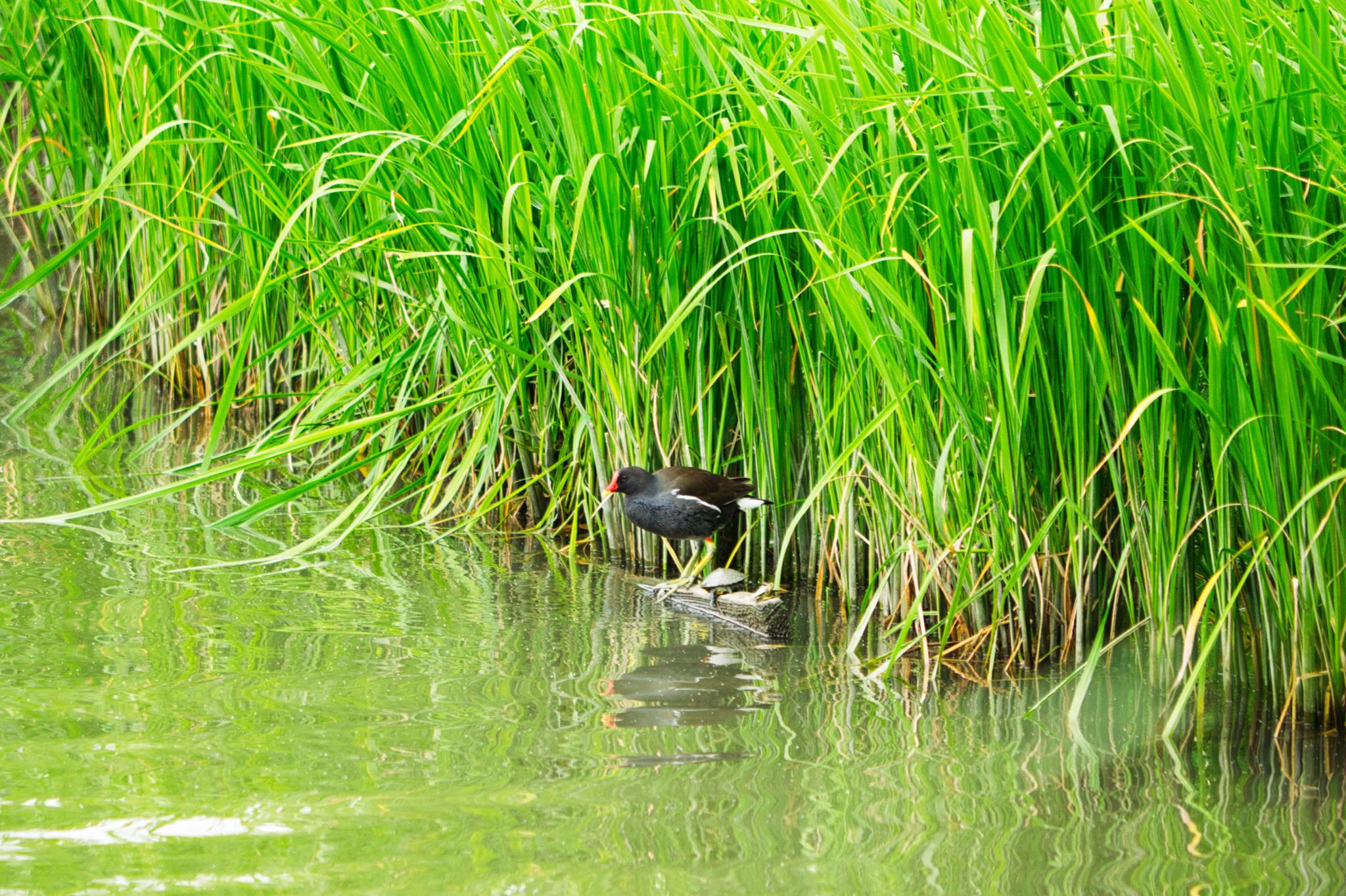 伊佐沼 バンの写真 by naturedrop