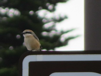 Sat, 6/5/2021 Birding report at 水ケ塚公園