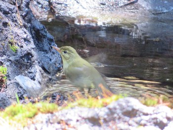 2021年6月5日(土) 奥庭荘(富士山)の野鳥観察記録