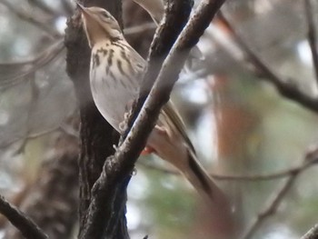 Olive-backed Pipit 那須野が原公園 Sun, 11/22/2020