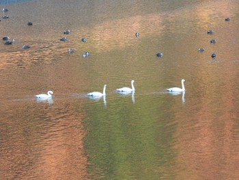 Whooper Swan 那須野が原公園 Sat, 11/21/2020