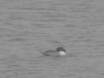 Smew 那須野が原公園 Sat, 11/23/2019