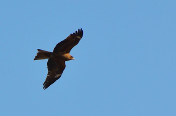 2021年2月20日(土) 旧中川水辺公園の野鳥観察記録