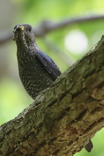 Blue Rock Thrush Akashi Park Sun, 5/9/2021