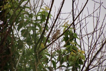 Oriental Reed Warbler 多々良沼 Sun, 6/6/2021