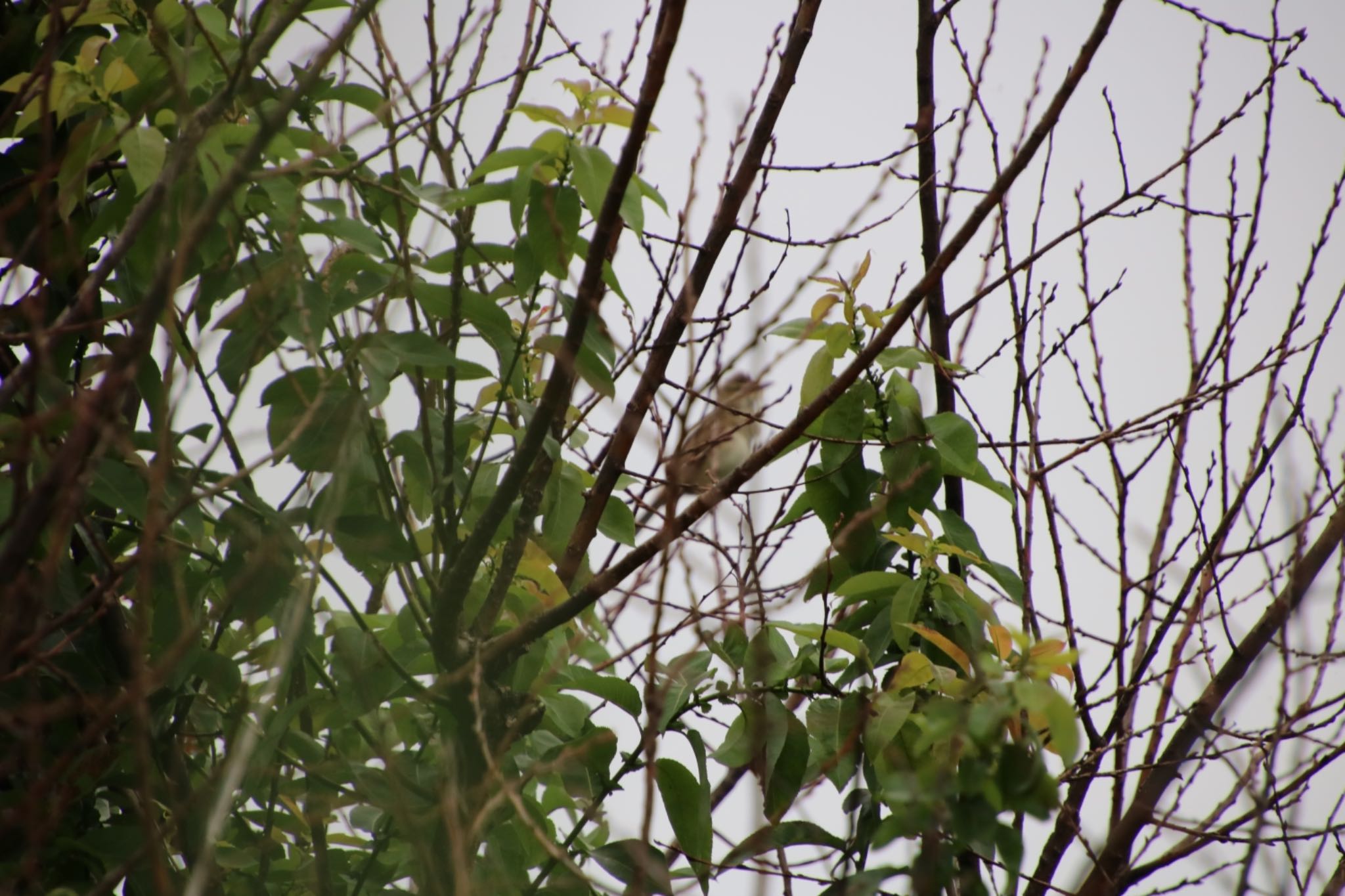 Photo of Oriental Reed Warbler at 多々良沼 by はび4508