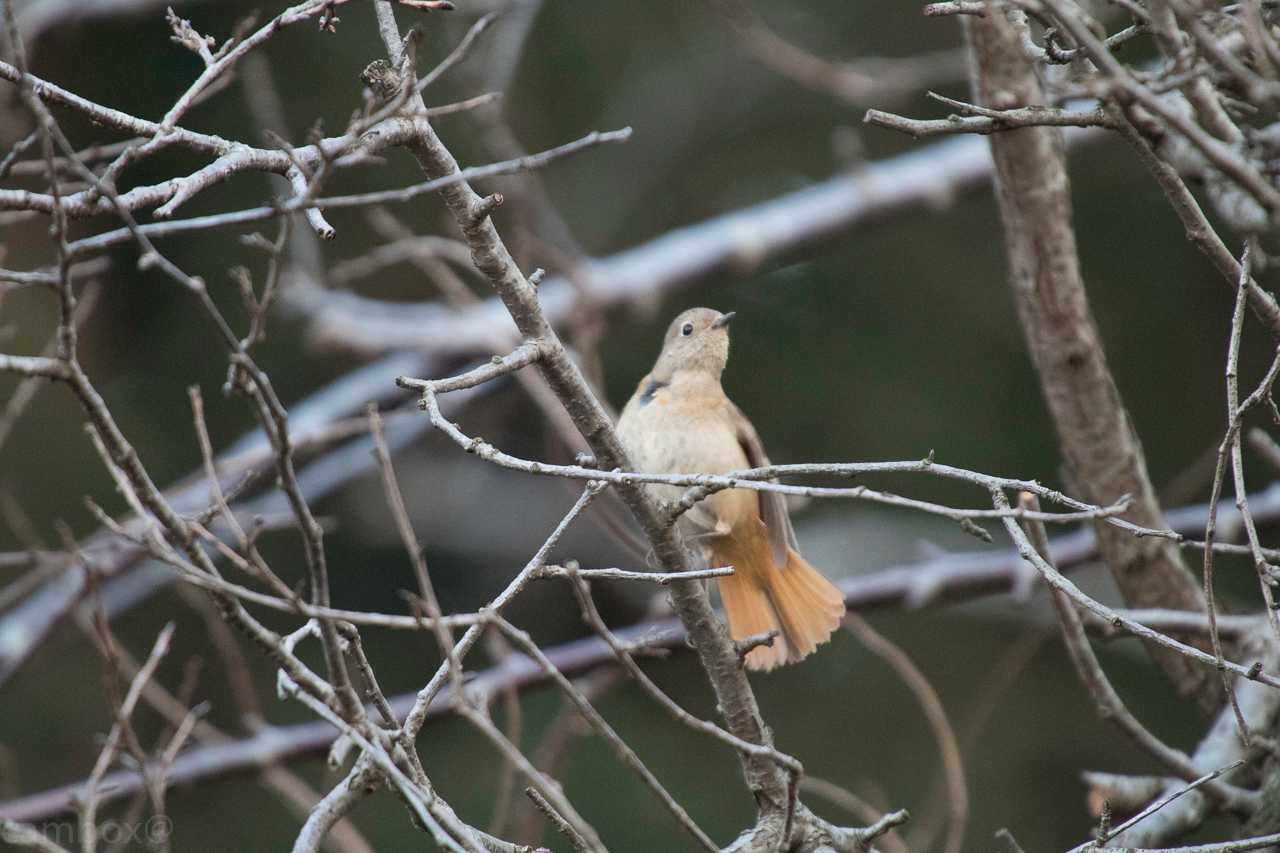 千葉県民の森 ジョウビタキの写真