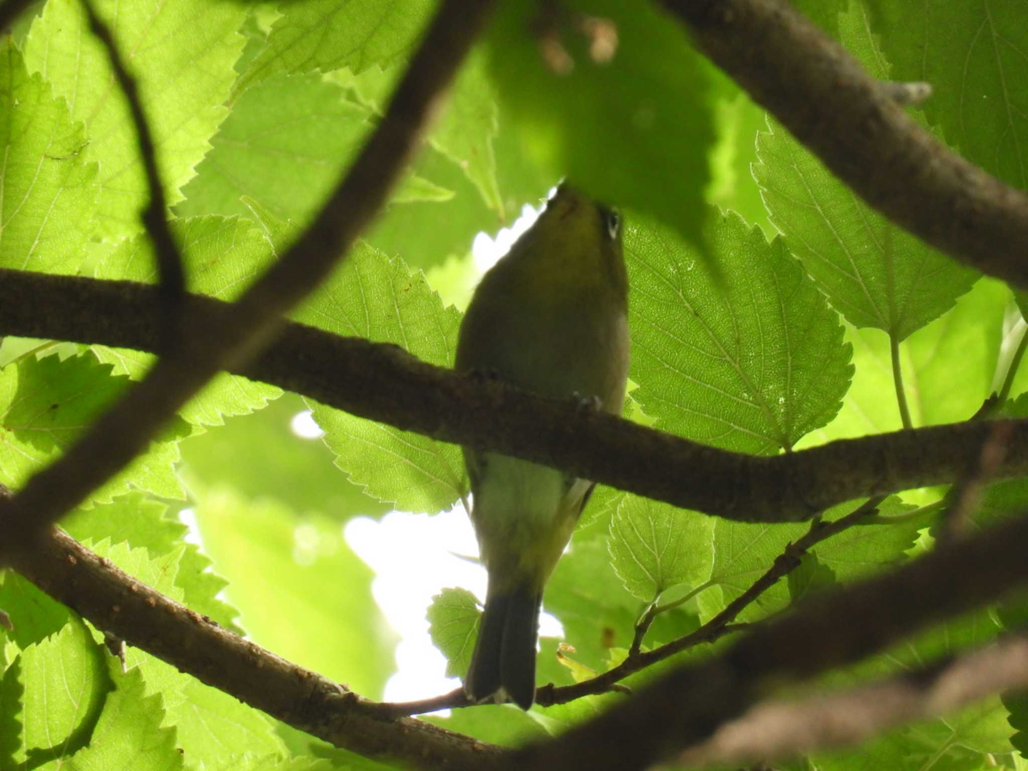 四季の森公園(横浜市緑区) メジロの写真 by しもきち野鳥