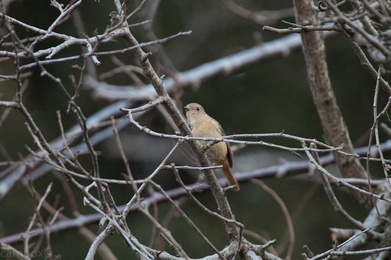 千葉県民の森 ジョウビタキの写真 by natoto