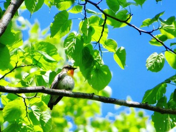 2021年6月6日(日) 十勝北部の野鳥観察記録