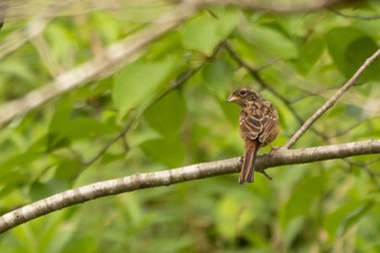 Sat, 6/5/2021 Birding report at 佐久間ダム湖親水公園
