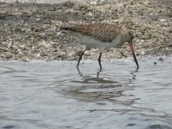 Sat, 6/5/2021 Birding report at Yatsu-higata