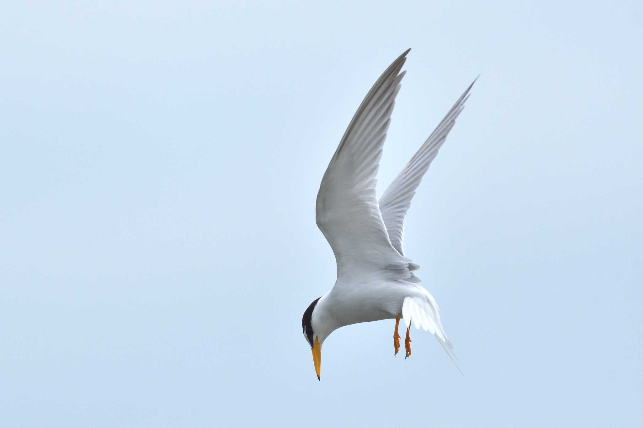 Photo of Little Tern at 武庫川 by Daguchan