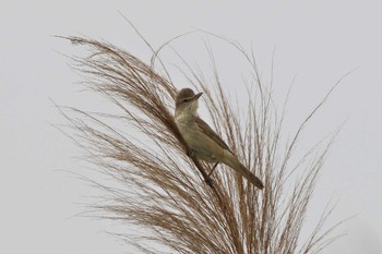 Oriental Reed Warbler 淀川河川公園 Sat, 6/5/2021