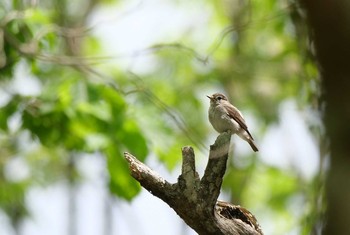 コサメビタキ 柳沢峠 2021年5月31日(月)