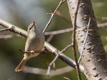 Japanese Bush Warbler 甲山森林公園 Sun, 2/19/2017