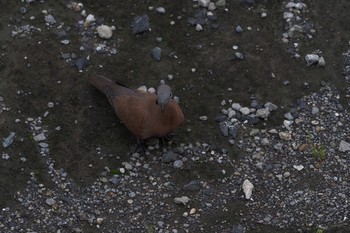 Red Collared Dove 川崎 Sun, 6/6/2021