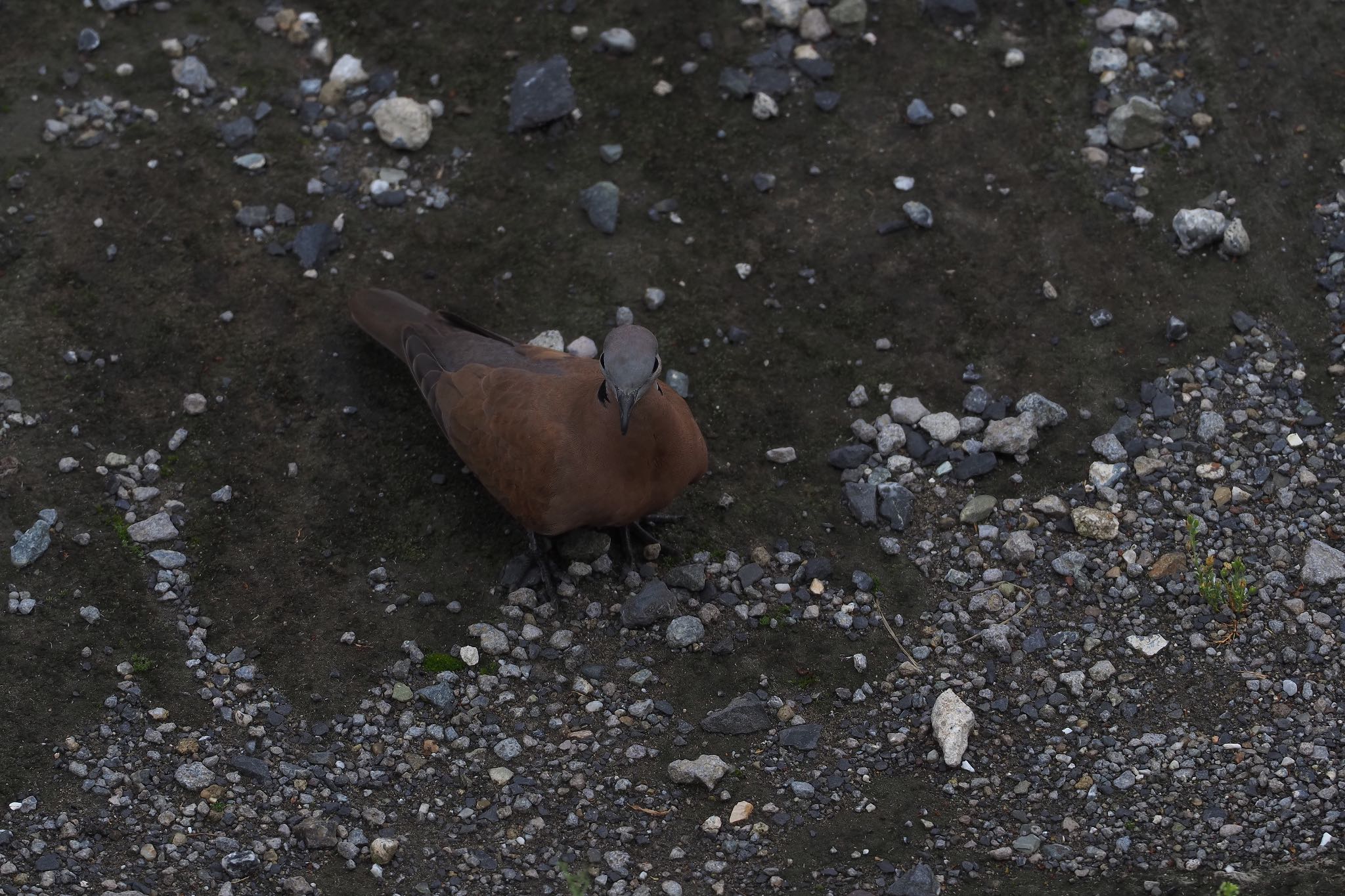 Photo of Red Collared Dove at 川崎 by 小山貞実