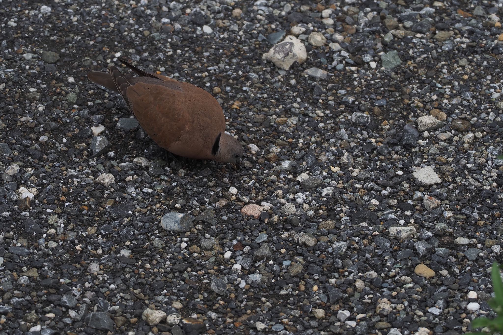 Photo of Red Collared Dove at 川崎 by 小山貞実